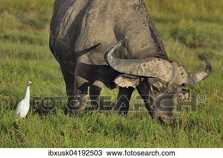 African buffalo or cape buffalo (Syncerus caffer), grazing in the swampland, Amboseli, Kenya, Africa View Large Photo Image Stock Image - African buffalo or cape buffalo (Syncerus caffer), grazing in the swampland, Amboseli, Kenya, Africa. Fotosearch