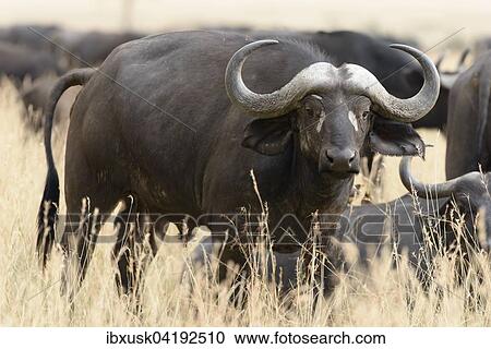 African buffalo or cape buffalo (Syncerus caffer), Maasai Mara National Reserve, Narok County, Kenya, Africa View Large Photo Image Stock Image - African buffalo or cape buffalo (Syncerus caffer), Maasai Mara National Reserve, Narok County, Kenya, Africa. Fotosearch