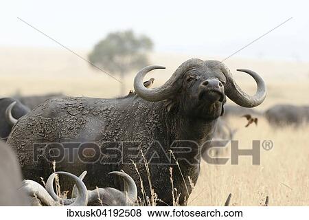 Stock Photo - African buffalo or cape buffalo (Syncerus caffer), Maasai Mara National Reserve, Narok County, Kenya, Africa. Fotosearch