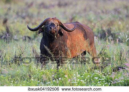 African buffalo (Syncerus caffer), covered in dry mud, in the morning light, Tsavo, Kenya, Africa View Large Photo Image Stock Photograph - African buffalo (Syncerus caffer), covered in dry mud, in the morning light, Tsavo, Kenya, Africa. Fotosearch