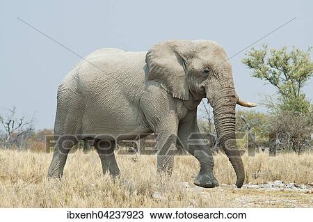 African bush elephant (Loxodonta africana), Etosha National Park, Namibia, Africa View Large Photo Image Stock Image - African bush elephant (Loxodonta africana), Etosha National Park, Namibia, Africa. Fotosearch