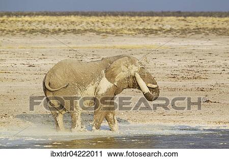 African bush elephant (Loxodonta africana), bull having fun at a waterhole, whitish appearance due to the bleached calcite soils of Etosha National Park, Namibia, Africa View Large Photo Image Stock Image - African bush elephant (Loxodonta africana), bull having fun at a waterhole, whitish appearance due to the bleached calcite soils of Etosha National Park, Namibia, Africa. Fotosearch
