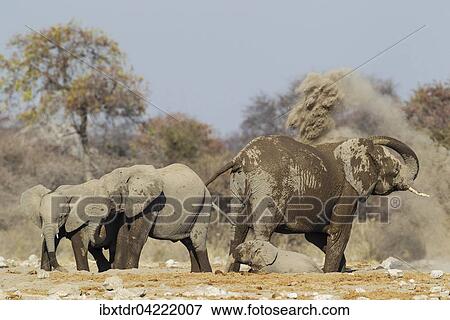 Stock Photo - African bush elephant (Loxodonta africana), cow and three different aged calves enjoying a dust bath after the waterhole, Etosha National Park, Namibia, Africa. Fotosearch