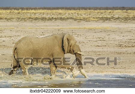 African bush elephant (Loxodonta africana), bull having fun at a waterhole, whitish appearance due to the bleached calcite soils of Etosha National Park, Namibia, Africa View Large Photo Image Stock Photo - African bush elephant (Loxodonta africana), bull having fun at a waterhole, whitish appearance due to the bleached calcite soils of Etosha National Park, Namibia, Africa. Fotosearch