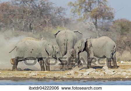 African bush elephant (Loxodonta africana), cow and three different aged calves enjoying a dust bath after the waterhole, Etosha National Park, Namibia, Africa View Large Photo Image Stock Photograph - African bush elephant (Loxodonta africana), cow and three different aged calves enjoying a dust bath after the waterhole, Etosha National Park, Namibia, Africa. Fotosearch