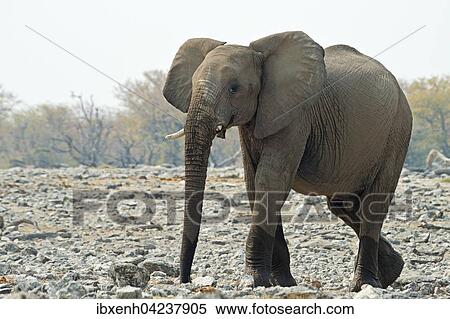 African bush elephant (Loxodonta africana), Etosha National Park, Namibia, Africa View Large Photo Image Stock Photography - African bush elephant (Loxodonta africana), Etosha National Park, Namibia, Africa. Fotosearch
