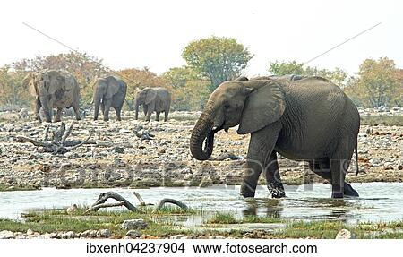 African bush elephants (Loxodonta africana) by water, Etosha National Park, Namibia, Africa View Large Photo Image Picture - African bush elephants (Loxodonta africana) by water, Etosha National Park, Namibia, Africa. Fotosearch