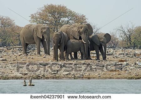 African bush elephants (Loxodonta africana), Etosha National Park, Namibia, Africa View Large Photo Image Stock Image - African bush elephants (Loxodonta africana), Etosha National Park, Namibia, Africa. Fotosearch