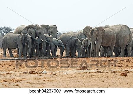 African bush elephants (Loxodonta africana), herd of calves at waterhole, Etosha National Park, Namibia, Africa View Large Photo Image Stock Photo - African bush elephants (Loxodonta africana), herd of calves at waterhole, Etosha National Park, Namibia, Africa. Fotosearch