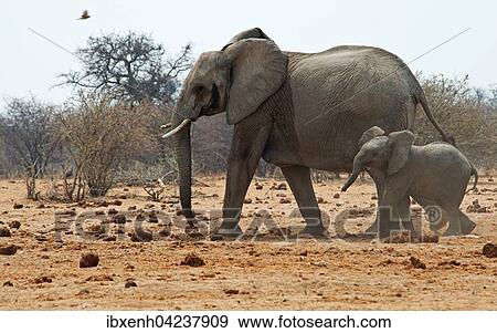 African bush elephants (Loxodonta africana), cow with calf, Etosha National Park, Namibia, Africa View Large Photo Image Stock Photo - African bush elephants (Loxodonta africana), cow with calf, Etosha National Park, Namibia, Africa. Fotosearch