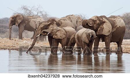 African bush elephants (Loxodonta africana) at waterhole, Etosha National Park, Namibia, Africa View Large Photo Image Stock Photo - African bush elephants (Loxodonta africana) at waterhole, Etosha National Park, Namibia, Africa. Fotosearch