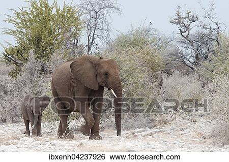 Stock Photograph - African bush elephants (Loxodonta africana), cow with calf, Etosha National Park, Namibia, Africa. Fotosearch