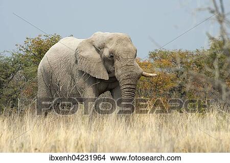 African Elephant (Loxodonta africana) in tall grass, Etosha National Park, Namibia, Africa View Large Photo Image Picture - African Elephant (Loxodonta africana) in tall grass, Etosha National Park, Namibia, Africa. Fotosearch