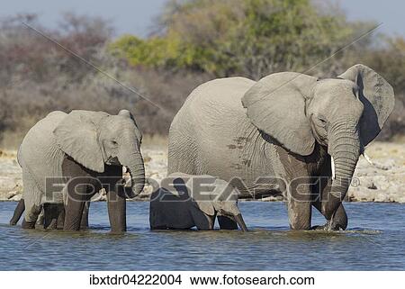 Picture - African elephant (Loxodonta africana) cow with two calves at waterhole, Etosha National Park, Namibia, Africa. Fotosearch