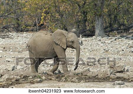 African Elephant (Loxodonta africana), young, Etosha National Park, Namibia, Africa View Large Photo Image Stock Image - African Elephant (Loxodonta africana), young, Etosha National Park, Namibia, Africa. Fotosearch