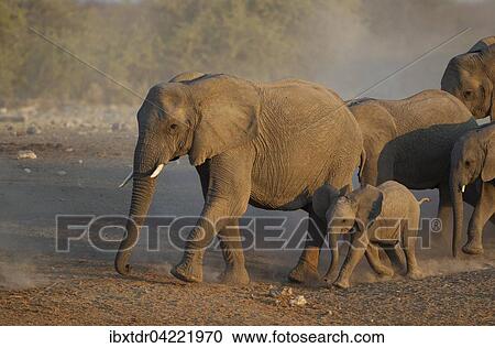 African elephant (Loxodonta africana), breeding herd rushing towards waterhole, evening light, Etosha National Park, Namibia, Africa View Large Photo Image Stock Image - African elephant (Loxodonta africana), breeding herd rushing towards waterhole, evening light, Etosha National Park, Namibia, Africa. Fotosearch