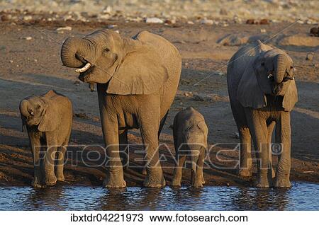 African elephant (Loxodonta africana), breeding herd at waterhole, evening light, Etosha National Park, Namibia, Africa View Large Photo Image Stock Image - African elephant (Loxodonta africana), breeding herd at waterhole, evening light, Etosha National Park, Namibia, Africa. Fotosearch