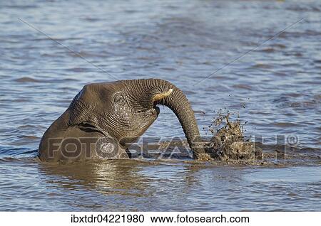 African elephant (Loxodonta africana) female having fun at waterhole, Etosha National Park, Namibia, Africa View Large Photo Image Stock Image - African elephant (Loxodonta africana) female having fun at waterhole, Etosha National Park, Namibia, Africa. Fotosearch