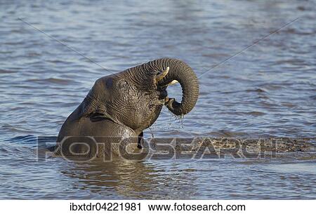 African elephant (Loxodonta africana) female having fun at waterhole, Etosha National Park, Namibia, Africa View Large Photo Image Stock Image - African elephant (Loxodonta africana) female having fun at waterhole, Etosha National Park, Namibia, Africa. Fotosearch