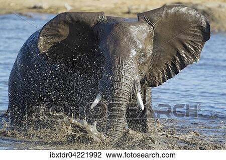 African elephant (Loxodonta africana) female having fun at waterhole, Etosha National Park, Namibia, Africa View Large Photo Image Stock Image - African elephant (Loxodonta africana) female having fun at waterhole, Etosha National Park, Namibia, Africa. Fotosearch