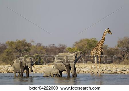 African elephant (Loxodonta africana) cow with two calves at waterhole, male South African giraffe (Giraffa camelopardalis giraffa) behind, awaiting its turn to drink, Etosha National Park, Namibia, Africa View Large Photo Image Stock Image - African elephant (Loxodonta africana) cow with two calves at waterhole, male South African giraffe (Giraffa camelopardalis giraffa) behind, awaiting its turn to drink, Etosha National Park, Namibia, Africa. Fotosearch