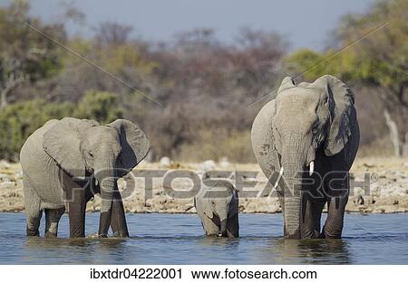 Stock Image - African elephant (Loxodonta africana) cow with two calves at waterhole, Etosha National Park, Namibia, Africa. Fotosearch