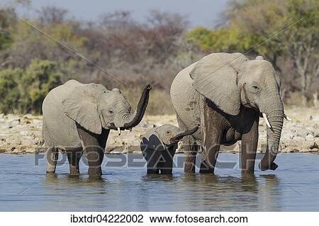 Stock Image - African elephant (Loxodonta africana) cow with two calves at waterhole, raising their trunks, Etosha National Park, Namibia, Africa. Fotosearch
