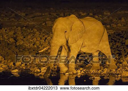 African elephant (Loxodonta africana) bull at floodlit waterhole of the Okaukuejo Camp during night, Etosha National Park, Namibia, Africa View Large Photo Image Stock Image - African elephant (Loxodonta africana) bull at floodlit waterhole of the Okaukuejo Camp during night, Etosha National Park, Namibia, Africa. Fotosearch