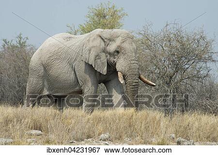 Stock Photo - African Elephant (Loxodonta africana), Etosha National Park, Namibia, Africa. Fotosearch
