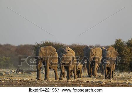 African elephant (Loxodonta africana), breeding herd rushing towards waterhole, evening light, Etosha National Park, Namibia, Africa View Large Photo Image Stock Photo - African elephant (Loxodonta africana), breeding herd rushing towards waterhole, evening light, Etosha National Park, Namibia, Africa. Fotosearch