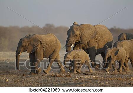 African elephant (Loxodonta africana), breeding herd rushing towards waterhole, evening light, Etosha National Park, Namibia, Africa View Large Photo Image Stock Photo - African elephant (Loxodonta africana), breeding herd rushing towards waterhole, evening light, Etosha National Park, Namibia, Africa. Fotosearch