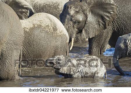 Stock Photo - African elephant (Loxodonta africana), breeding herd at waterhole, Etosha National Park, Namibia, Africa. Fotosearch