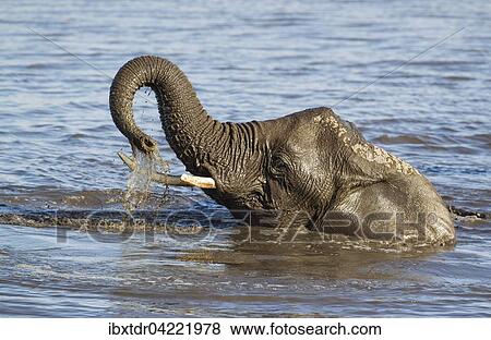 African elephant (Loxodonta africana) female having fun at waterhole, Etosha National Park, Namibia, Africa View Large Photo Image Stock Photo - African elephant (Loxodonta africana) female having fun at waterhole, Etosha National Park, Namibia, Africa. Fotosearch