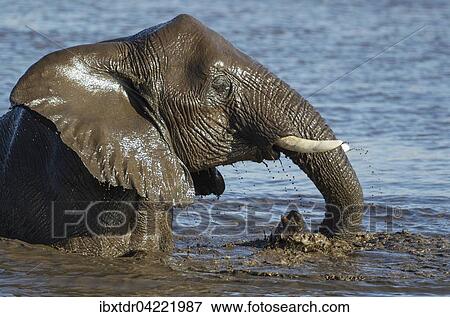 Stock Photo - African elephant (Loxodonta africana) female having fun at waterhole, Etosha National Park, Namibia, Africa. Fotosearch