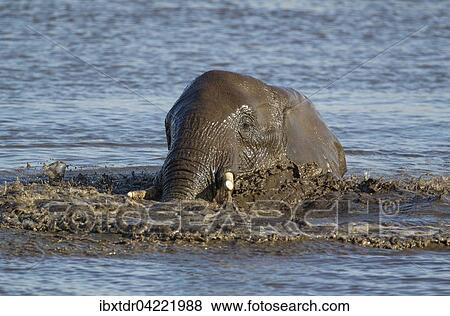 African elephant (Loxodonta africana) female having fun at waterhole, Etosha National Park, Namibia, Africa View Large Photo Image Stock Photo - African elephant (Loxodonta africana) female having fun at waterhole, Etosha National Park, Namibia, Africa. Fotosearch