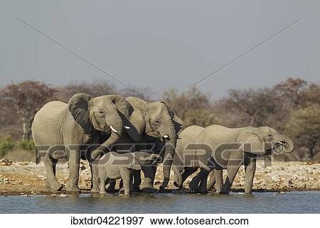 African elephant (Loxodonta africana), breeding herd at waterhole, Etosha National Park, Namibia, Africa View Large Photo Image Stock Photo - African elephant (Loxodonta africana), breeding herd at waterhole, Etosha National Park, Namibia, Africa. Fotosearch