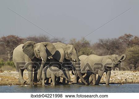 African elephant (Loxodonta africana), breeding herd at waterhole, Etosha National Park, Namibia, Africa View Large Photo Image Stock Photo - African elephant (Loxodonta africana), breeding herd at waterhole, Etosha National Park, Namibia, Africa. Fotosearch