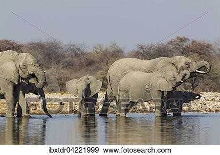 African elephant (Loxodonta africana), breeding herd at waterhole, Etosha National Park, Namibia, Africa View Large Photo Image Stock Photo - African elephant (Loxodonta africana), breeding herd at waterhole, Etosha National Park, Namibia, Africa. Fotosearch