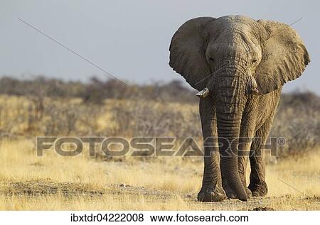 African elephant (Loxodonta africana), old bull on way to waterhole, Etosha National Park, Namibia, Africa View Large Photo Image Stock Photo - African elephant (Loxodonta africana), old bull on way to waterhole, Etosha National Park, Namibia, Africa. Fotosearch