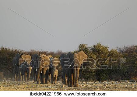 African elephant (Loxodonta africana), breeding herd rushing towards waterhole, evening light, Etosha National Park, Namibia, Africa View Large Photo Image Stock Photograph - African elephant (Loxodonta africana), breeding herd rushing towards waterhole, evening light, Etosha National Park, Namibia, Africa. Fotosearch