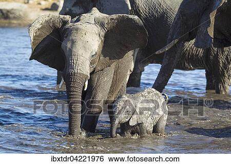 African elephant (Loxodonta africana), breeding herd at waterhole, Etosha National Park, Namibia, Africa View Large Photo Image Stock Photograph - African elephant (Loxodonta africana), breeding herd at waterhole, Etosha National Park, Namibia, Africa. Fotosearch