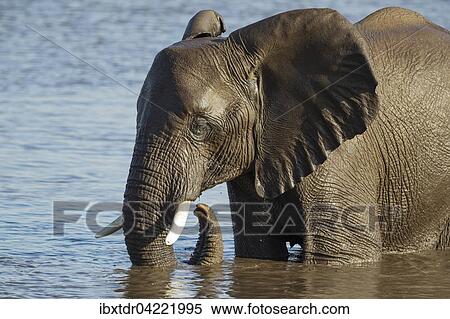 African elephant (Loxodonta africana) female at waterhole, Etosha National Park, Namibia, Africa View Large Photo Image Stock Photography - African elephant (Loxodonta africana) female at waterhole, Etosha National Park, Namibia, Africa. Fotosearch