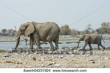 African elephants (Loxodonta africana), female with young at a waterhole, Etosha National Park, Namibia, Africa View Large Photo Image Picture - African elephants (Loxodonta africana), female with young at a waterhole, Etosha National Park, Namibia, Africa. Fotosearch