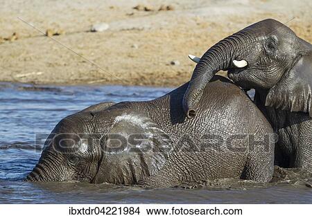 African elephants (Loxodonta africana), two females having fun at waterhole, Etosha National Park, Namibia, Africa View Large Photo Image Picture - African elephants (Loxodonta africana), two females having fun at waterhole, Etosha National Park, Namibia, Africa. Fotosearch