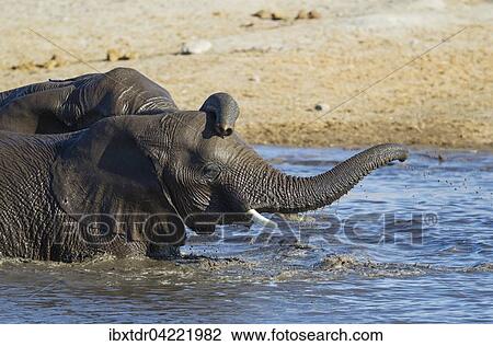 African elephants (Loxodonta africana), two females having fun at waterhole, Etosha National Park, Namibia, Africa View Large Photo Image Stock Image - African elephants (Loxodonta africana), two females having fun at waterhole, Etosha National Park, Namibia, Africa. Fotosearch