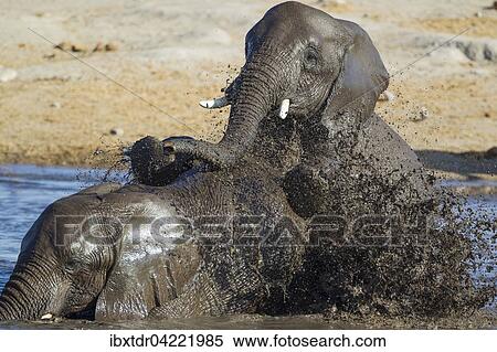 African elephants (Loxodonta africana), two females having fun at waterhole, Etosha National Park, Namibia, Africa View Large Photo Image Stock Photography - African elephants (Loxodonta africana), two females having fun at waterhole, Etosha National Park, Namibia, Africa. Fotosearch