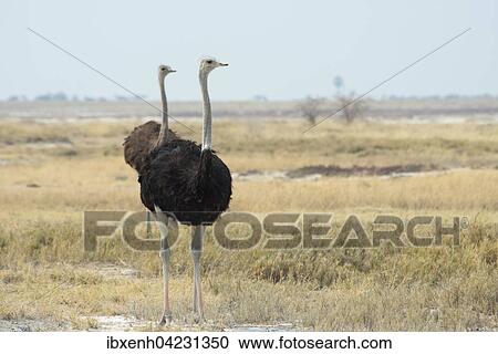 African ostriches (Struthio camelus), Etosha National Park, Namibia, Africa View Large Photo Image Stock Image - African ostriches (Struthio camelus), Etosha National Park, Namibia, Africa. Fotosearch