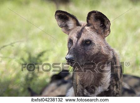 African wild dog or African painted dog (Lycaon pictus), portrait, Kruger National Park, South Africa, Africa View Large Photo Image Stock Image - African wild dog or African painted dog (Lycaon pictus), portrait, Kruger National Park, South Africa, Africa. Fotosearch