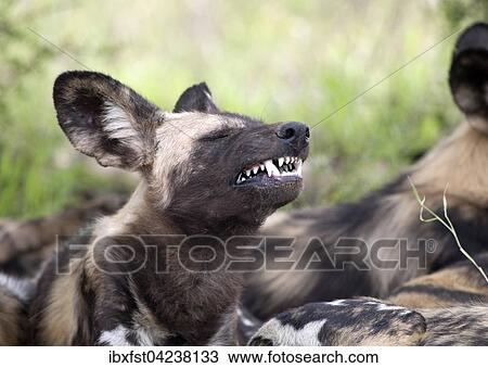 Stock Image - African wild dog or African painted dog (Lycaon pictus) baring teeth, Kruger National Park, South Africa, Africa. Fotosearch