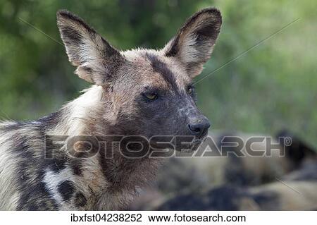 Stock Image - African wild dog or African painted dog (Lycaon pictus), portrait, Kruger National Park, South Africa, Africa. Fotosearch